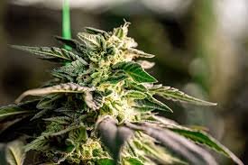 Essential Guide to Growing Marijuana Seeds in Minnesota Essential Guide to Growing Marijuana Seeds in Minnesota